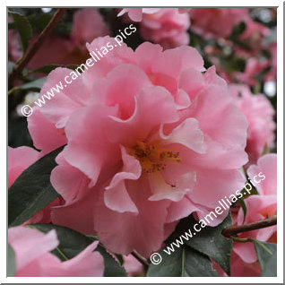 Camellia Hybrid C.reticulata 'Applause'