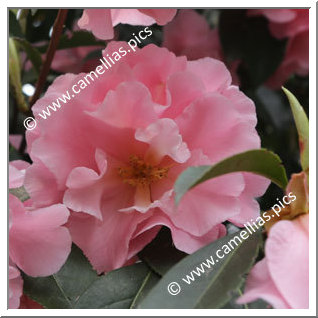 Camellia Hybrid C.reticulata  'Applause'