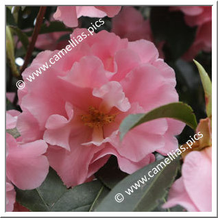 Camellia Hybrid C.reticulata 'Applause'
