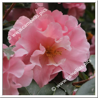 Camellia Hybrid C.reticulata 'Applause'