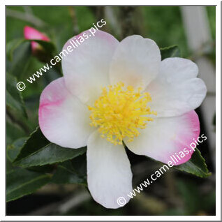 Camellia Sasanqua 'Apple Blossom (Coolidge)'