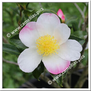 Camellia Sasanqua 'Apple Blossom (Coolidge)'