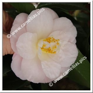 Camellia Japonica 'April Blush'