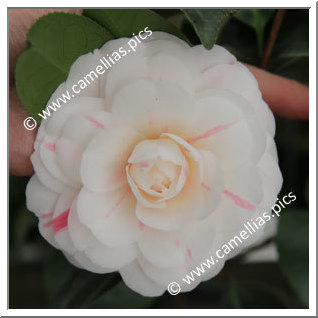 Camellia Japonica 'April Dawn'