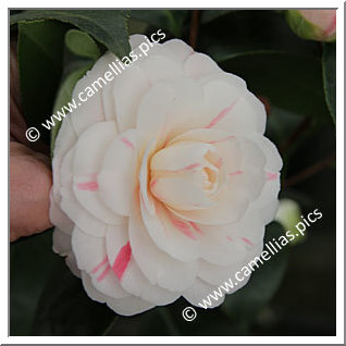 Camellia Japonica 'April Dawn'