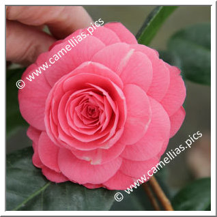 Camellia Japonica 'April Kiss'