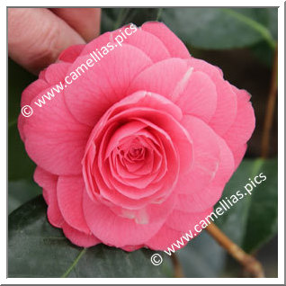 Camellia Japonica 'April Kiss'