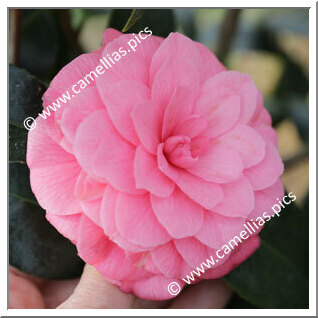 Camellia Japonica 'April Rose'