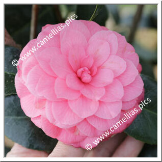 Camellia Japonica 'April Rose'