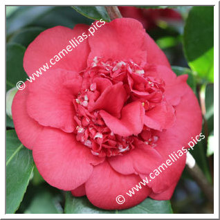 Camellia Japonica 'April Tryst'