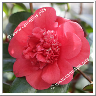 Camellia Japonica 'April Tryst'