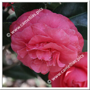 Camellia Japonica 'Carolina Araldi'