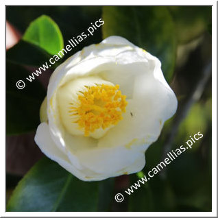 Camellia Japonica 'Aratama'