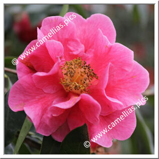 Camellia Hybrid C.reticulata 'Arbutus Gum'