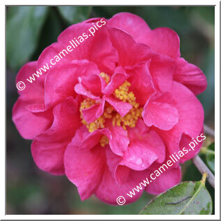 Camellia Hybrid C.reticulata 'Arbutus Gum'