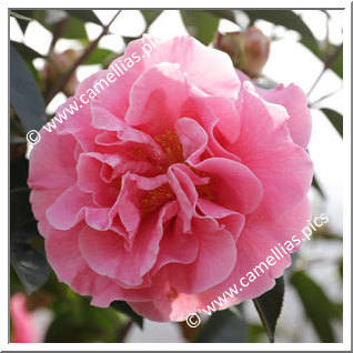 Camellia Hybrid 'Arcadia'