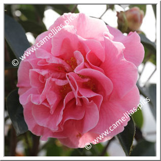 Camellia Hybrid 'Arcadia'