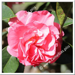 Camellia Hybrid 'Arcadia'
