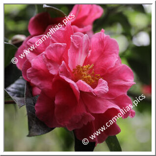 Camellia Reticulata 'Arch of Triumph'