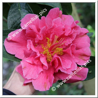 Camellia Reticulata 'Arch of Triumph'