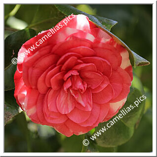 Camellia Japonica 'Arciduca Ferdinando'