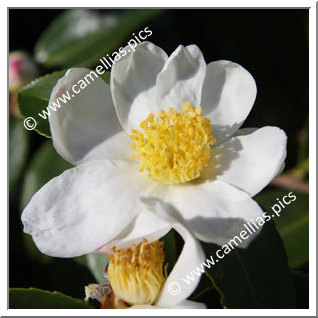 Camellia Hybride 'Arctic Snow '