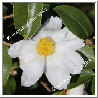 Camellia Hybride 'Arctic Snow '