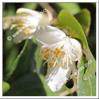 Camellia Hybride 'Ariels Song'