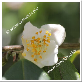 Camellia Hybrid 'Ariels Song'