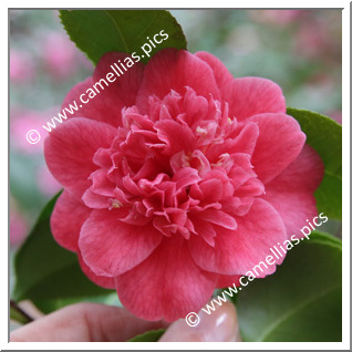 Camellia Japonica 'Arnoldii '