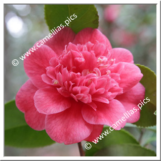 Camellia Japonica 'Arnoldii '