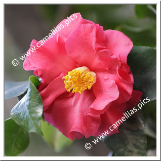 Camellia Japonica 'Arrabella'