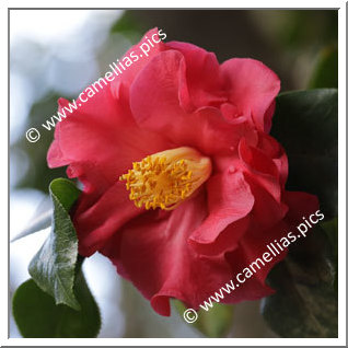 Camellia Japonica 'Arrabella'