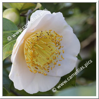 Camellia Higo Camellias 'Asagao'