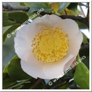 Camellia Higo Camellias 'Asagao'