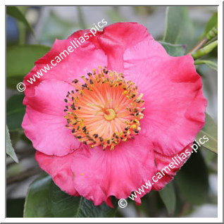 Camellia Camellia Japonica de Higo 'Asahi-no-mai'