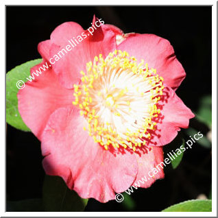 Camellia Higo Camellias 'Asahi-no-minato'