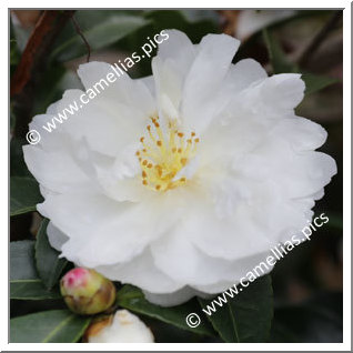 Camellia Sasanqua 'Asakura'