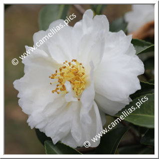 Camellia Sasanqua 'Asakura'