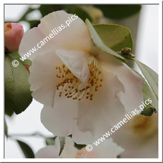 Camellia Japonica 'Asazakura'