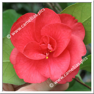 Camellia Japonica 'Ascona'