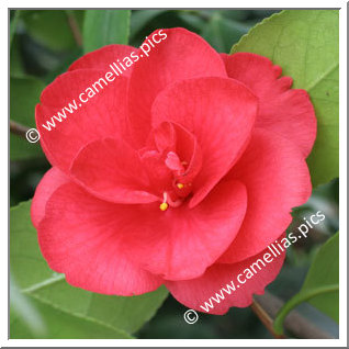 Camellia Japonica 'Ascona'