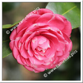 Camellia Japonica 'Aspasia'