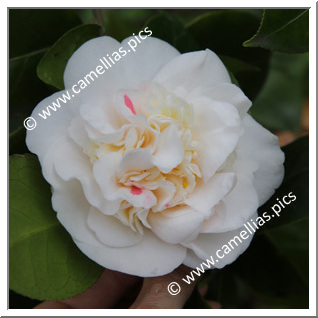 Camellia Japonica 'Aspasia Macarthur'