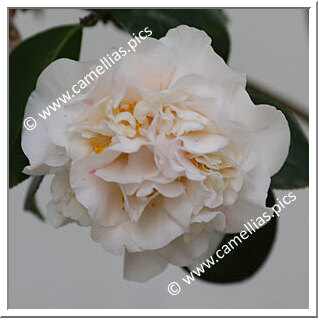 Camellia Japonica 'Aspasia Macarthur'