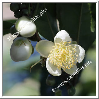 Camellia Species 'C. sinensis var. assamica'