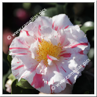 Camellia Japonica 'Astro Nova'