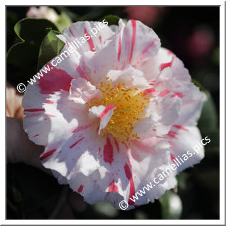 Camellia Japonica 'Astro Nova'
