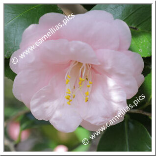 Camellia Japonica 'Asuka'