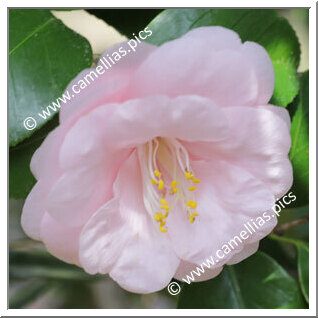 Camellia Japonica 'Asuka'